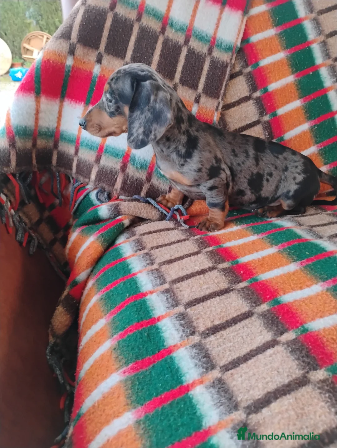 Teckel Miniatura perros en venta: Hembra teckel arlequín plata miniatura  - Anuncio 5