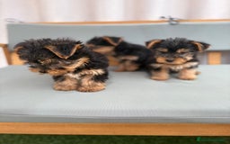 Yorkshire Terrier perros en venta: Yorkshire toy - Imagen 8
