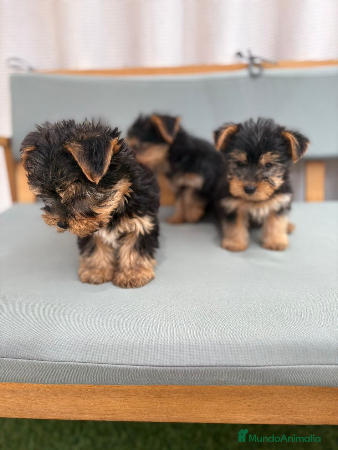 Yorkshire Terrier perros en venta: Yorkshire toy - Imagen 8