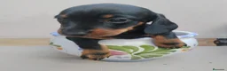 Teckel Miniatura perros en venta: Teckel Miniatura - Anuncio 5