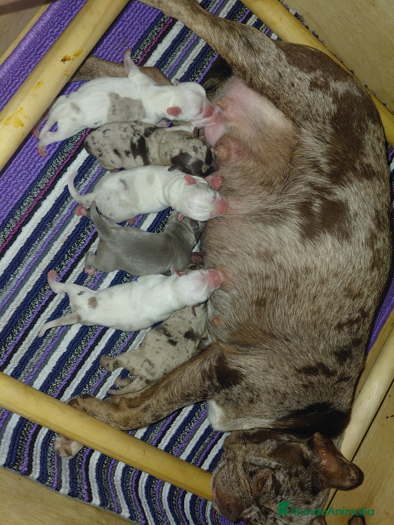 Chihuahua perros Chihuahuas linea rusa - Anuncio 1