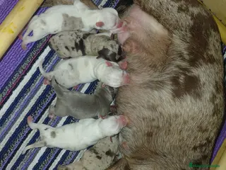 Chihuahua perros Chihuahuas linea rusa - Anuncio 1