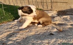 Border Collie perros en venta: BORDER COLLIE - Imagen 3
