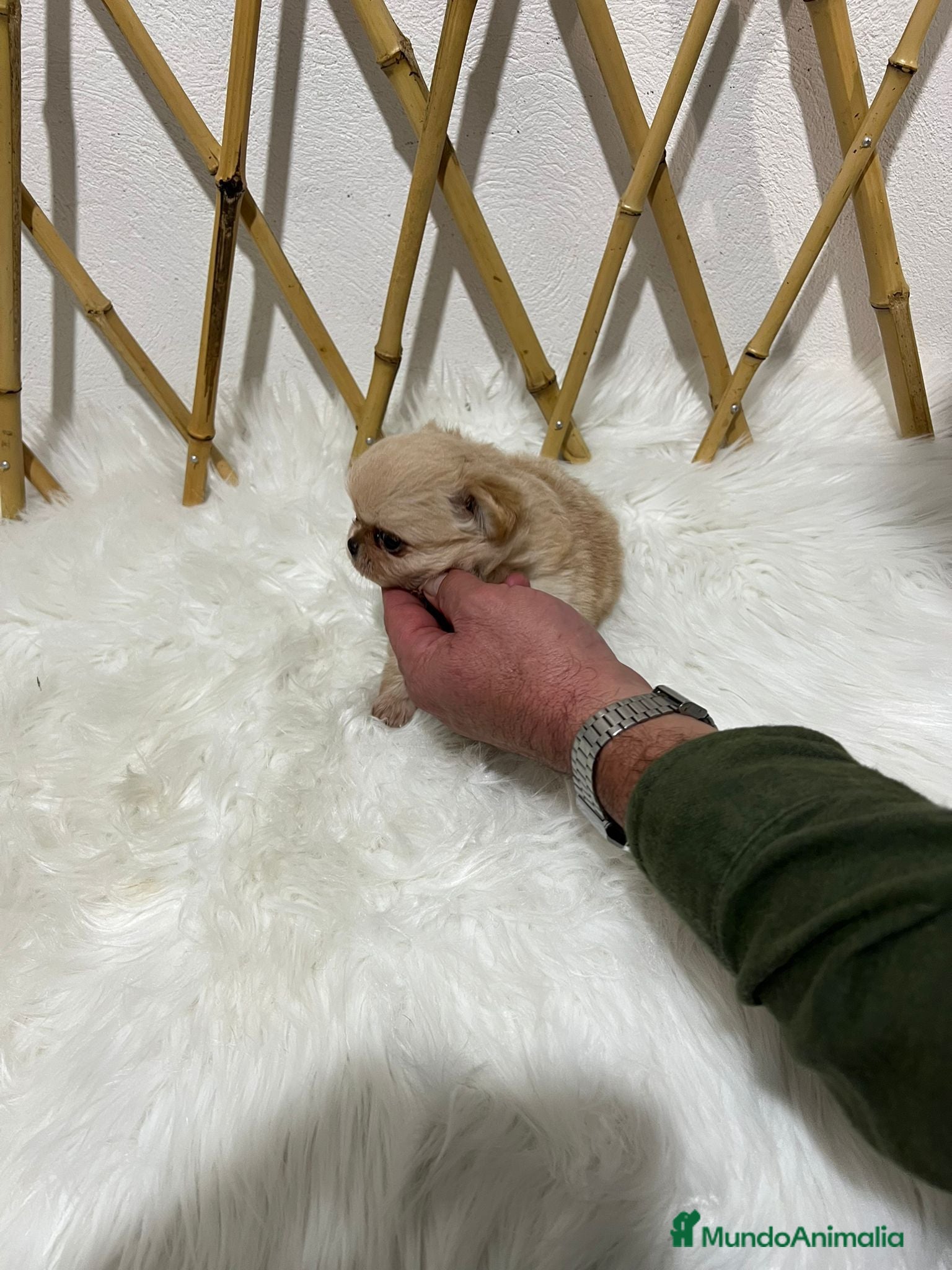 Chihuahua perros CHIHUAHUA PELO LARGO MINI TOY - Anuncio 18