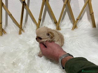 Chihuahua perros CHIHUAHUA PELO LARGO MINI TOY - Anuncio 9