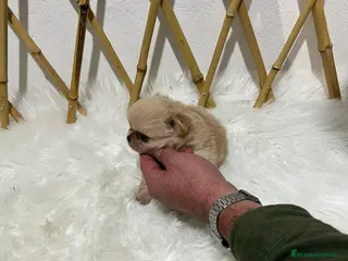 Chihuahua perros CHIHUAHUA PELO LARGO MINI TOY - Anuncio 21