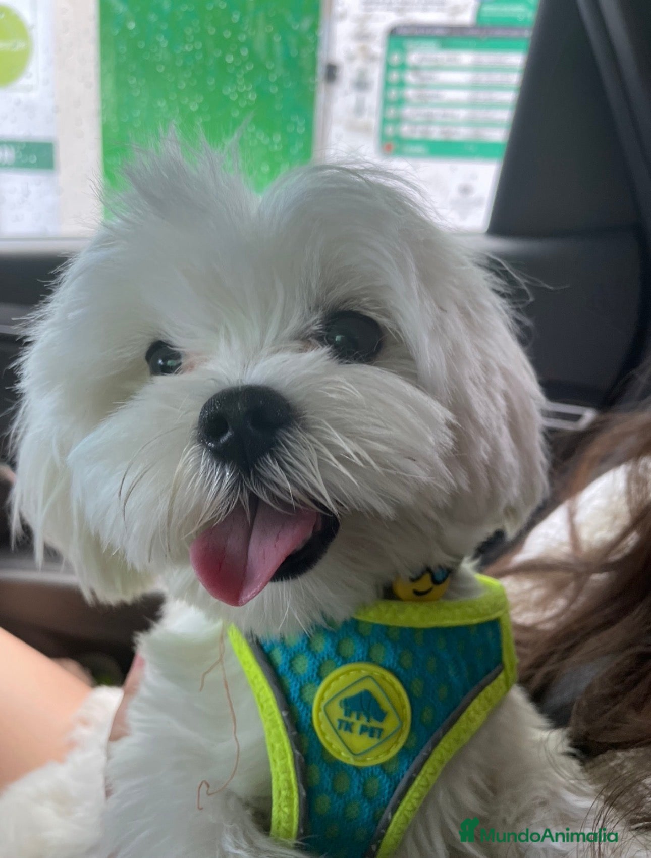 Bichón Maltés perros Bichon Maltés disponible para monta 🐶 - Anuncio 1