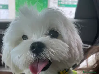 Bichón Maltés perros Bichon Maltés disponible para monta 🐶 - Anuncio 8