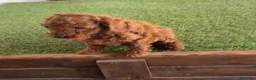 Caniche Toy perros en venta: Caniches en Caraby Benidorm  - Anuncio 7