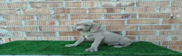 Otras razas perros en venta: Bracos de weimar de calidad  - Anuncio 8