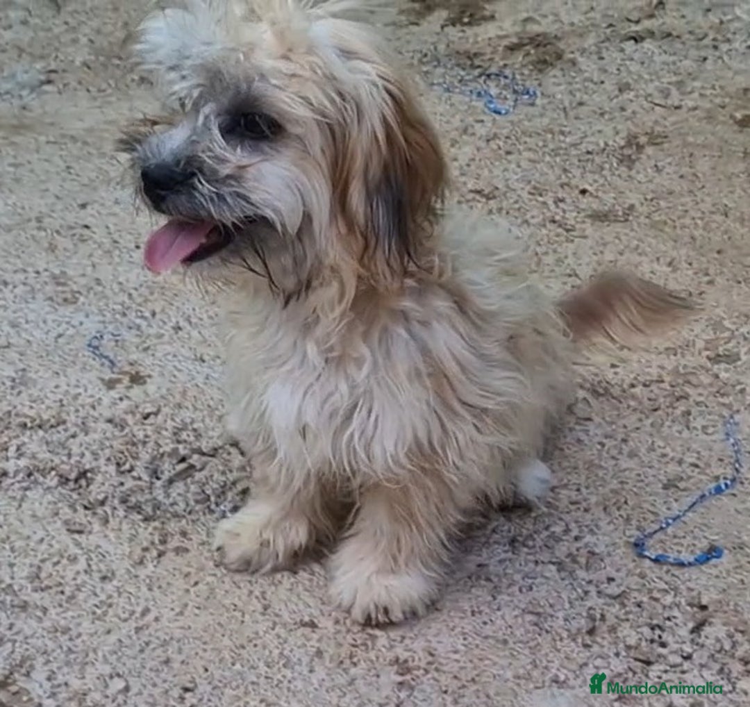 Bichón Habanero perros en venta: Hembra bichon habanero adopción  - Imagen 2