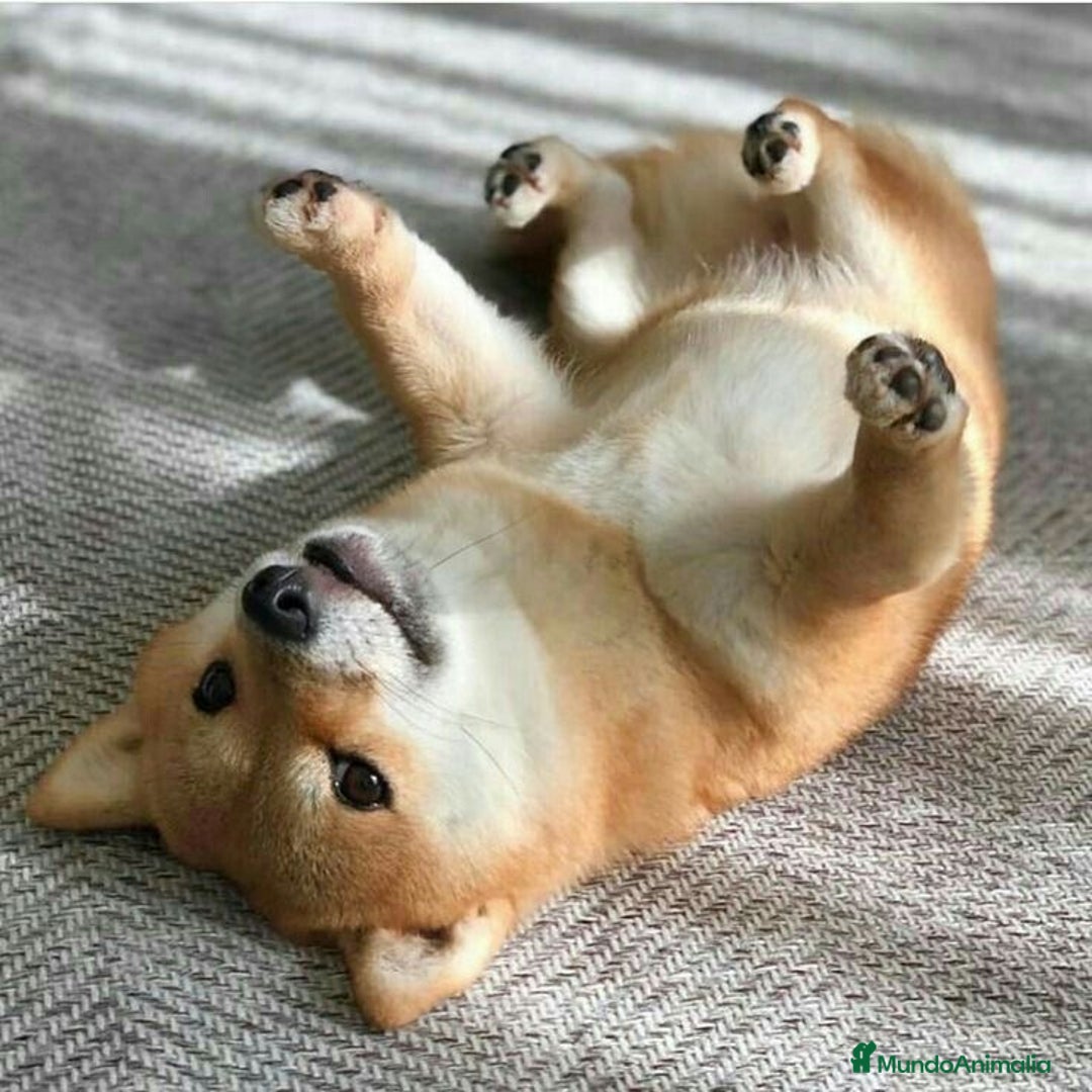 Shiba Inu perros en venta: Cachorro Shiba Inu Rojo 🐾❤️ - Imagen 2