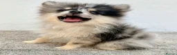 Pomerania perros en venta: Lulu Pomerania tri blue - Anuncio 1