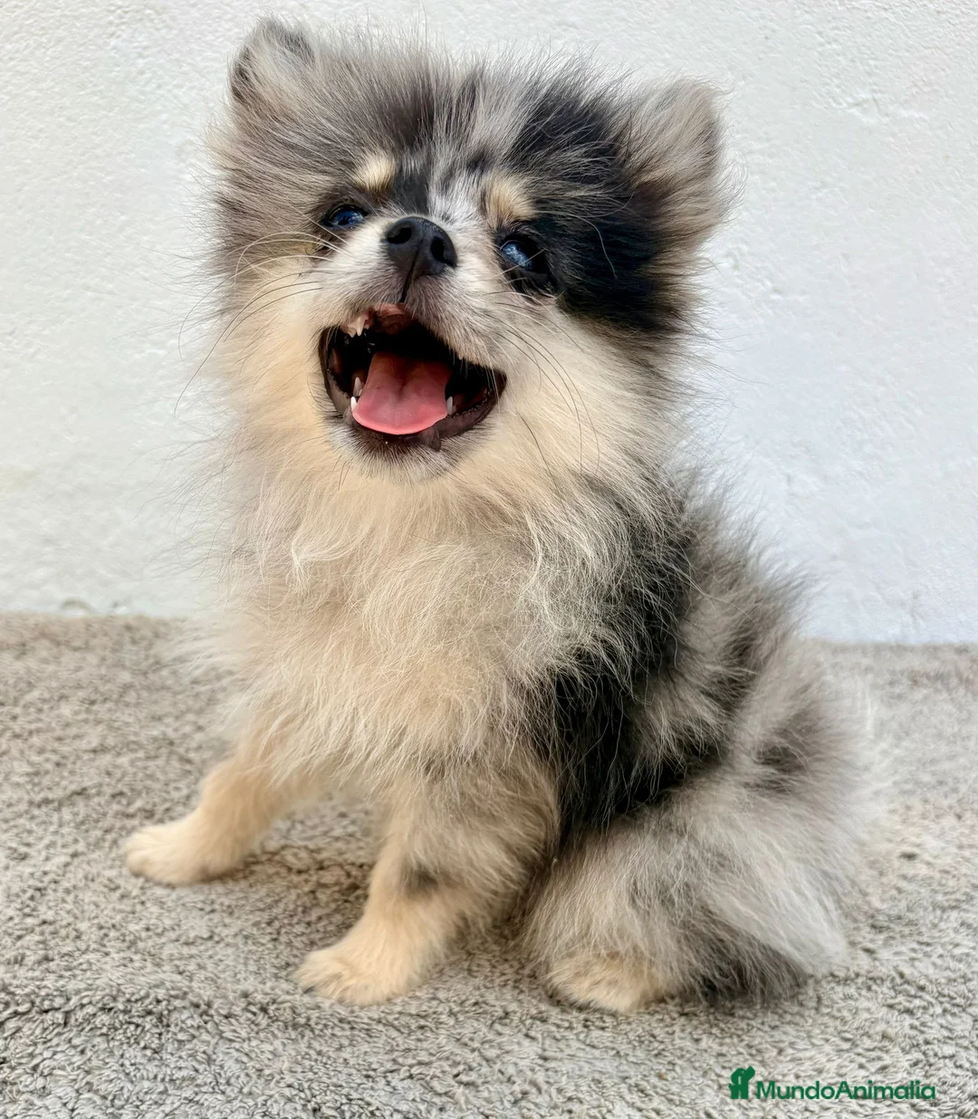 Pomerania perros en venta: Lulu Pomerania tri blue - Anuncio 1