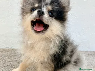 Pomerania perros Lulu Pomerania tri blue - Anuncio 1