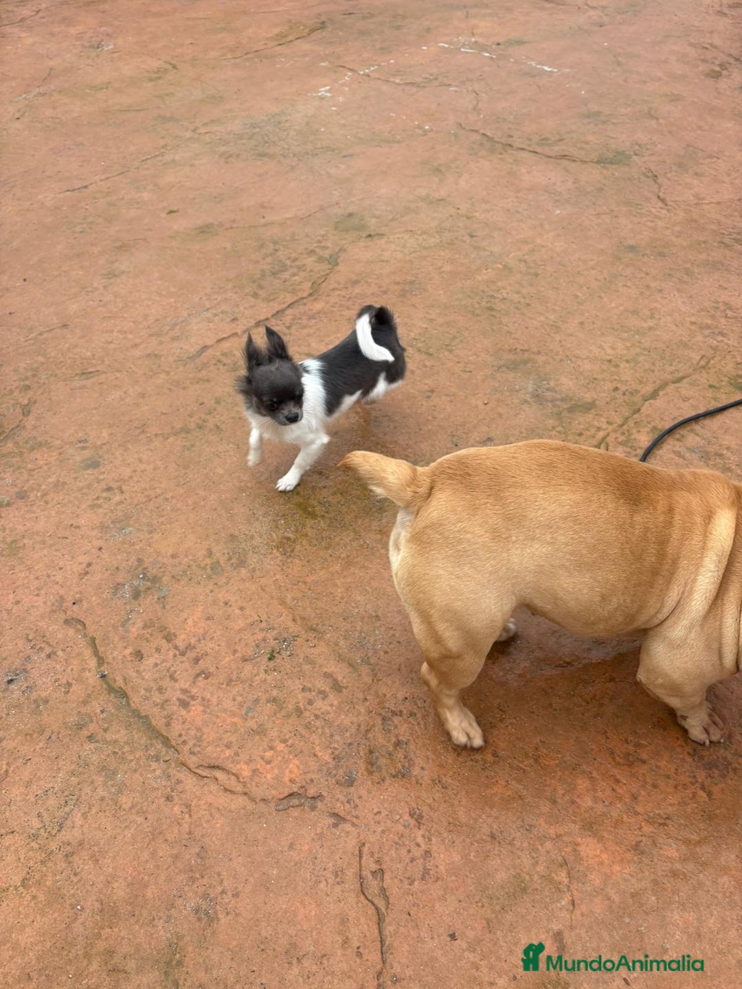 Chihuahua perros en venta: Chihuahua toy  - Anuncio 3