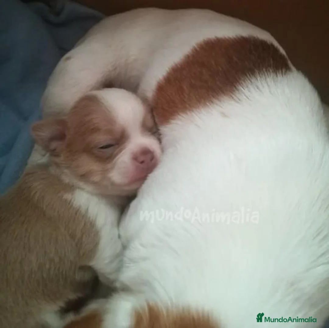 Imagen de galería {{count}}