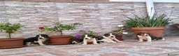 Beagle perros en venta: Beagles tricolores  - Anuncio 2