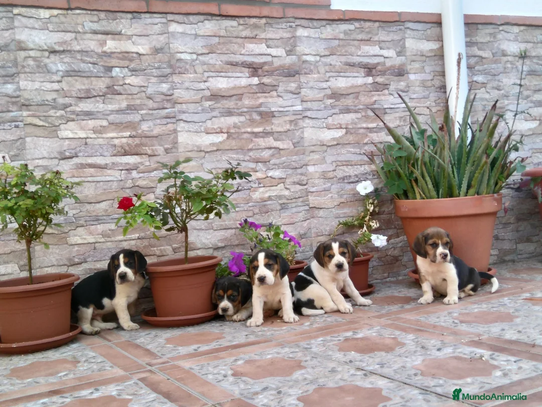 Beagle perros en venta: Beagles tricolores  - Anuncio 2