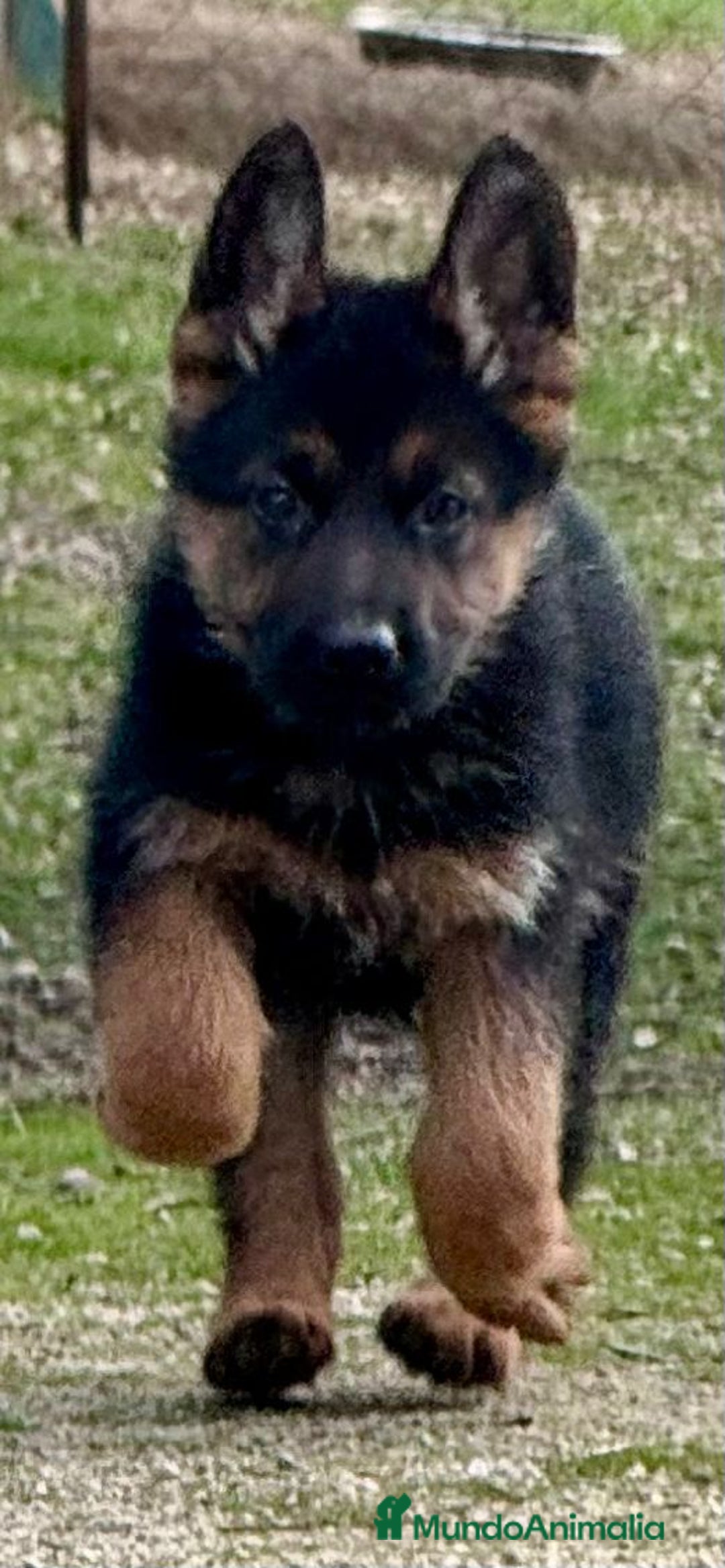 Pastor Alemán perros en venta: Pastor alemán belleza  - Anuncio 13