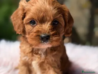 Cavapoo perros Cavapoo hembra - Anuncio 1