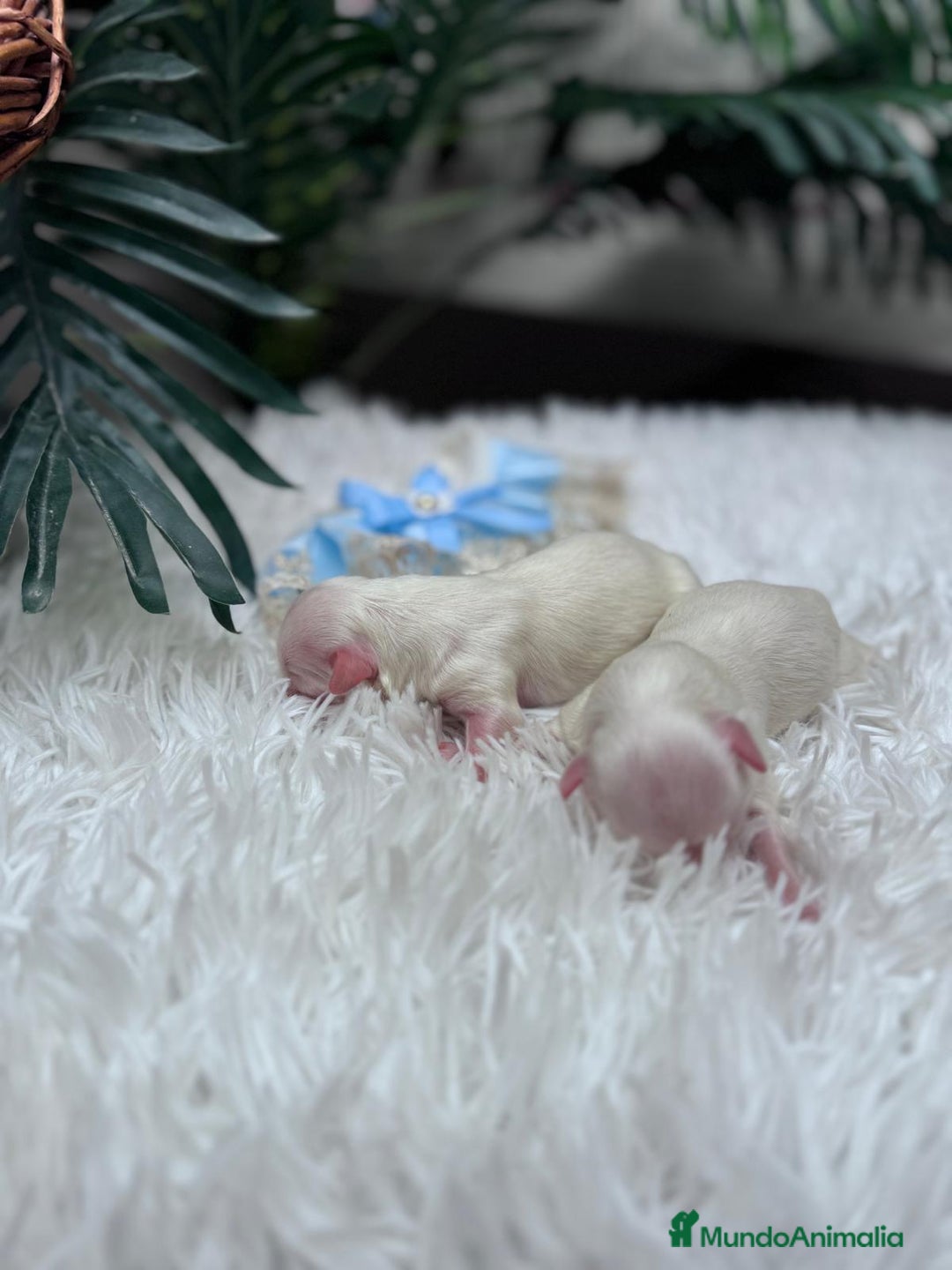 Bichón Maltés perros en venta: BICHON MALTES - Anuncio 9