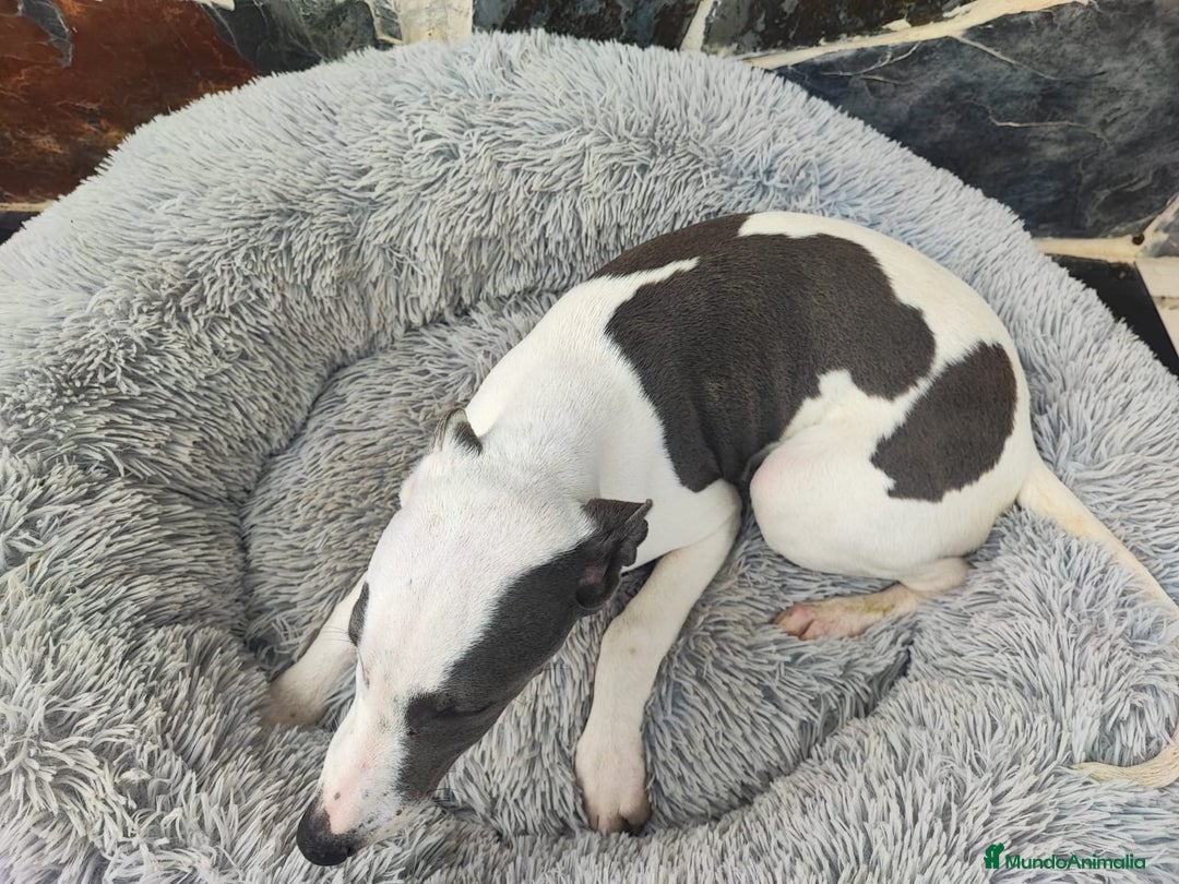 Whippet perros en venta: WHIPPET MACHO - Anuncio 3