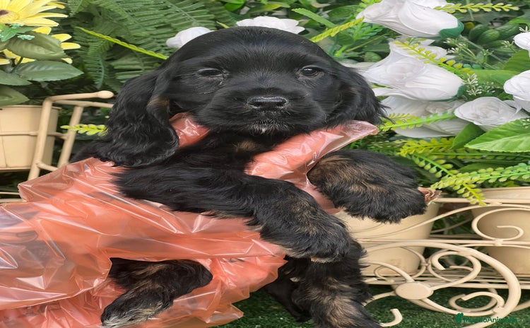 Cocker Spaniel Inglés perros - Anuncio 1