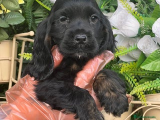 Cocker Spaniel Inglés perros - Anuncio 8