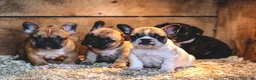 Bulldog Francés perros en venta: BULLDOG FRANCES - MALAGA - FUENGIROLA  - Anuncio 1