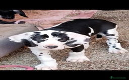 Dogo Alemán perros en venta: Preciosa camada de dogo alemán hembras  - Imagen 2