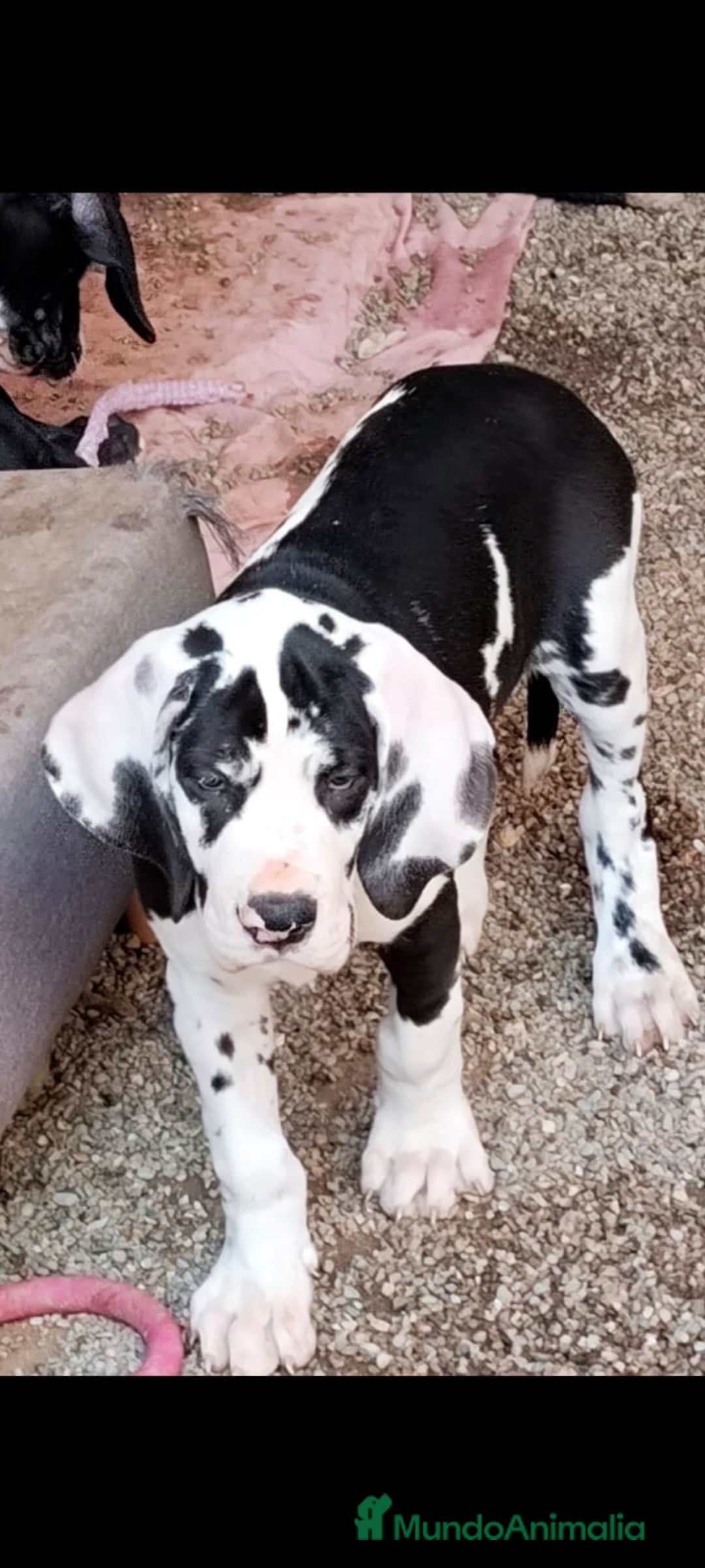 Dogo Alemán perros en venta: Preciosa camada de dogo alemán hembras  - Imagen 2