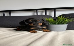 Teckel Miniatura perros en venta: INCREIBLES TECKEL NEGRO FUEGO - Imagen 6