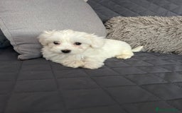 Bichón Maltés perros en venta: Bichon maltés  - Imagen 5