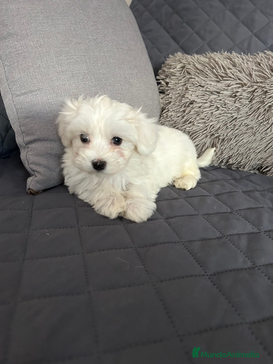 Bichón Maltés perros en venta: Bichon maltés  - Imagen 5