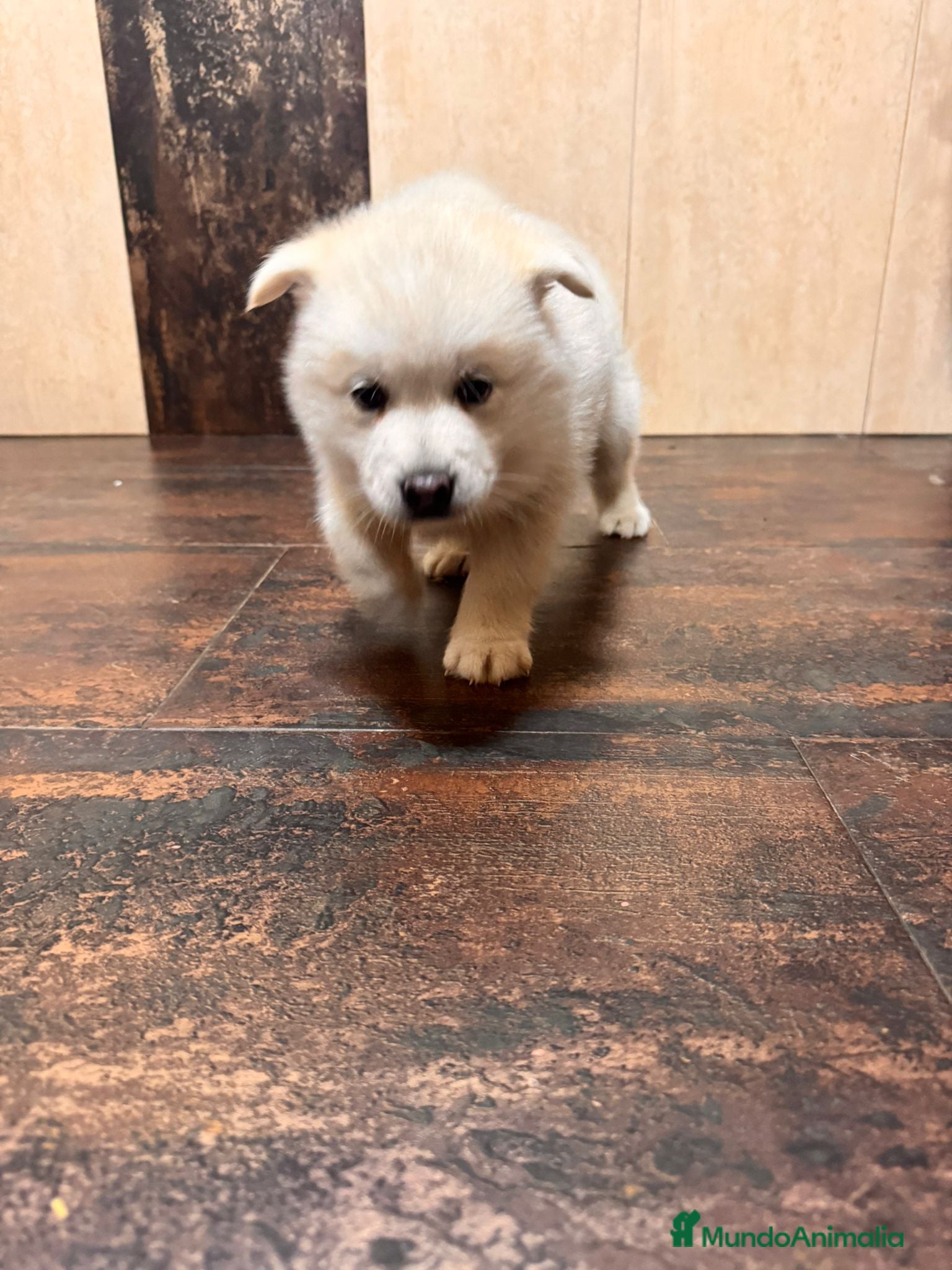 Pomsky perros Cachorro macho de Pomsky buen precio - Anuncio 1