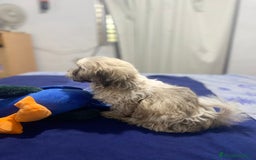 Shih Tzu perros en venta: Cachorros Shih Tzu  - Imagen 2