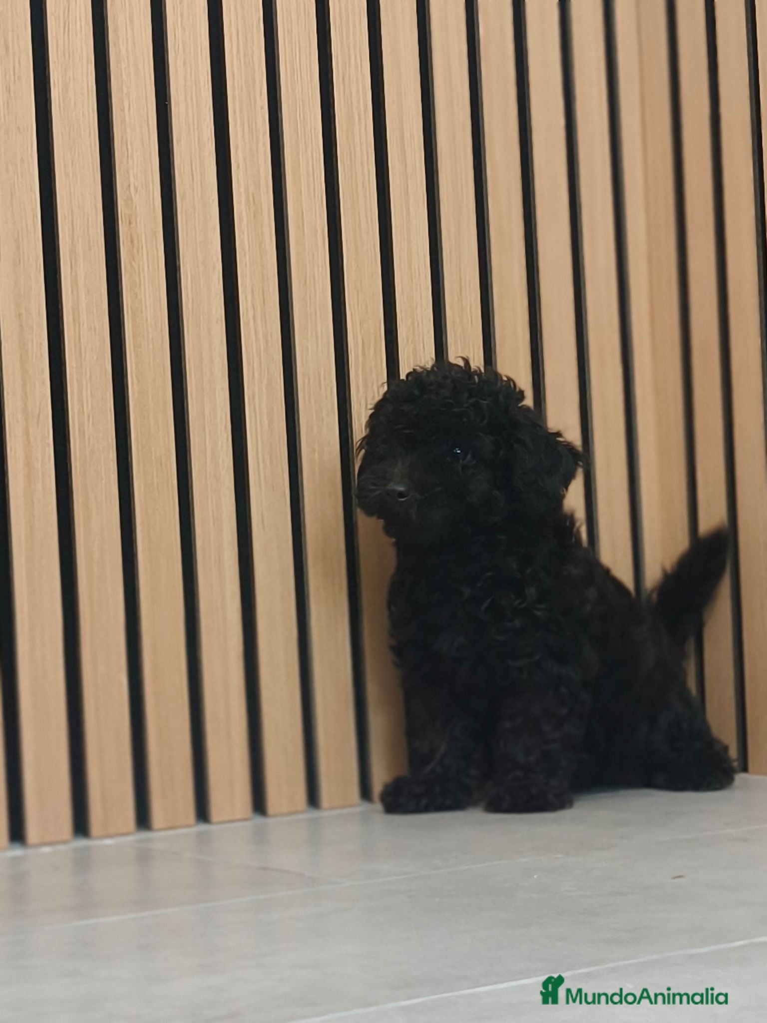 Caniche Toy perros Caniche Toy disponibles Macho y Hembra  - Anuncio 2