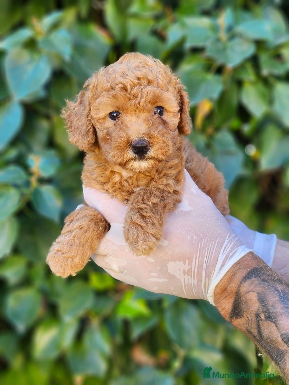 Caniche Enano perros Caniches hembras preciosas! - Anuncio 1