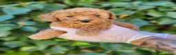 Caniche Enano perros en venta: Caniches hembras preciosas! - Anuncio 1