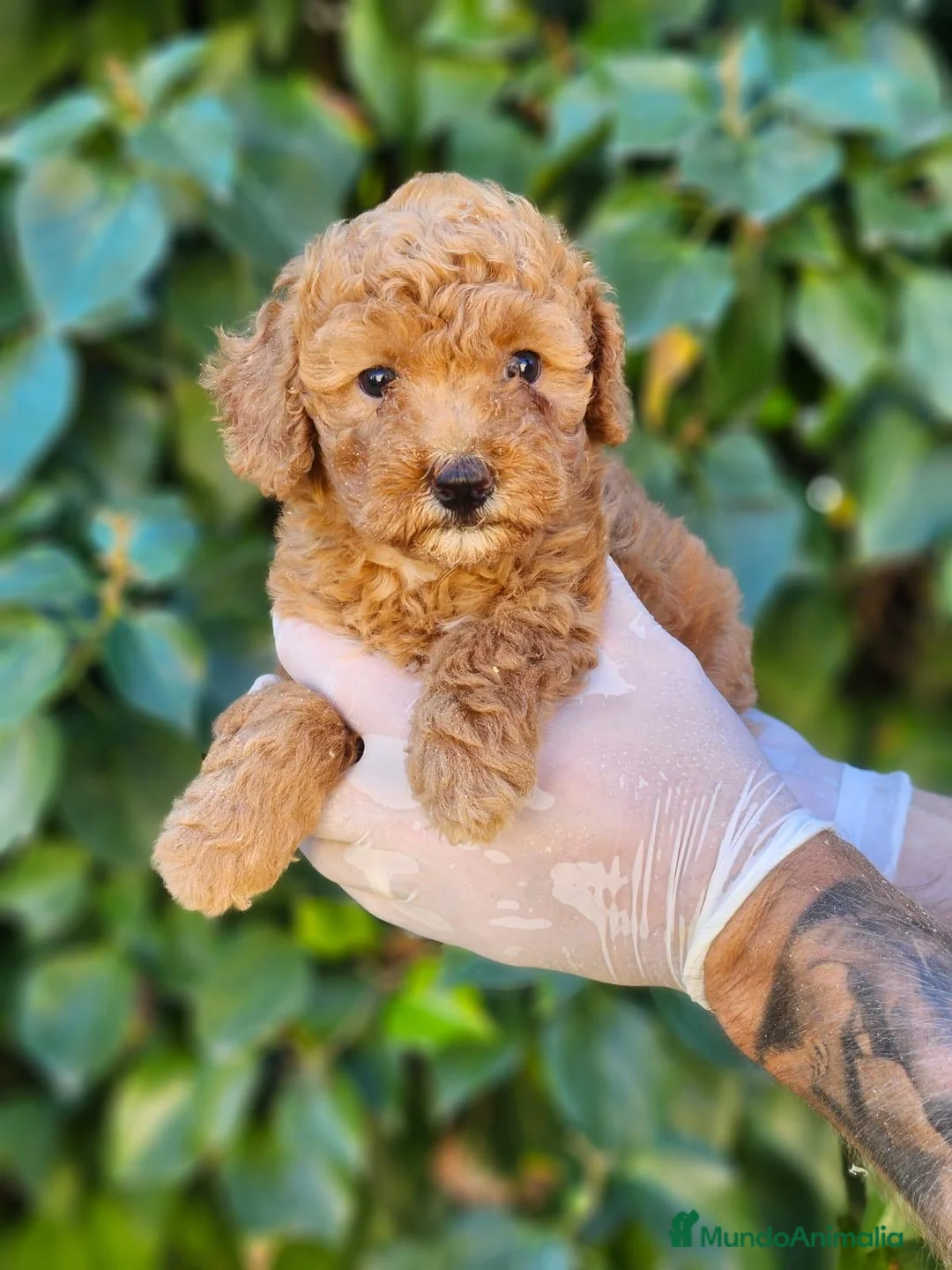 Caniche Enano perros en venta: Caniches hembras preciosas! - Anuncio 1