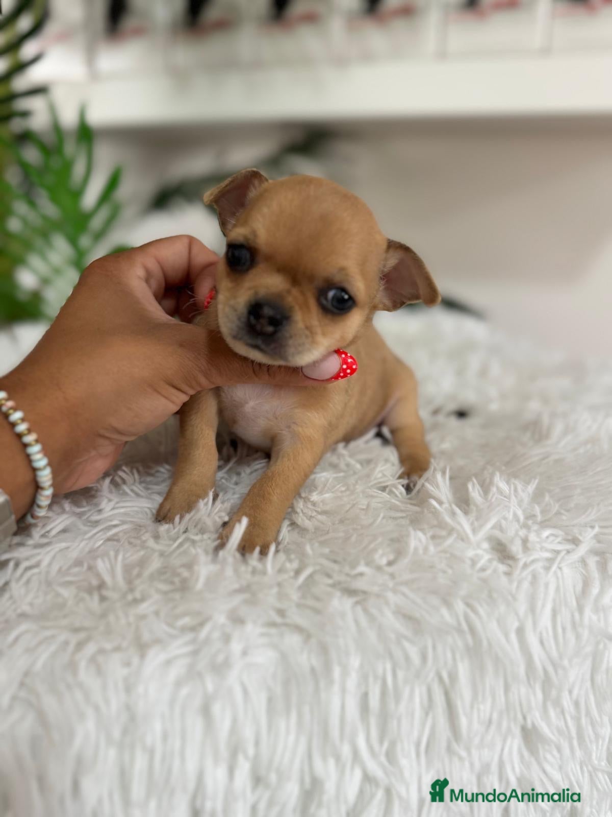 Chihuahua perros CHIHUAHUA HEMBRA - Anuncio 1