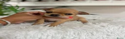 Chihuahua perros en venta: CHIHUAHUA HEMBRA - Anuncio 1