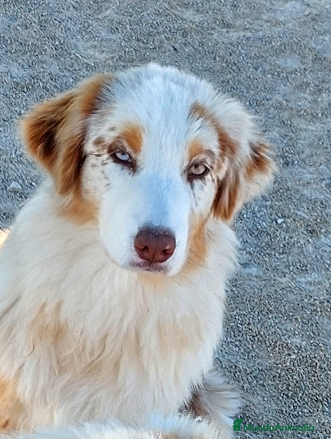 Pastor Australiano perros en adopcion: Hembra rojo merle - Anuncio 2