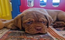 Dogo de Burdeos perros en venta: Cachorros Dogo de Burdeos - Imagen 1