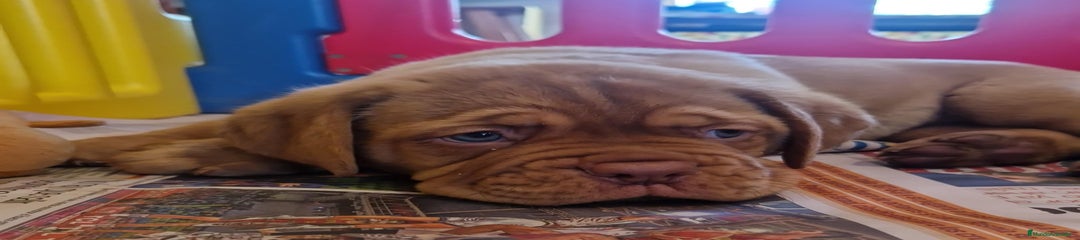 Dogo de Burdeos Cachorro 1