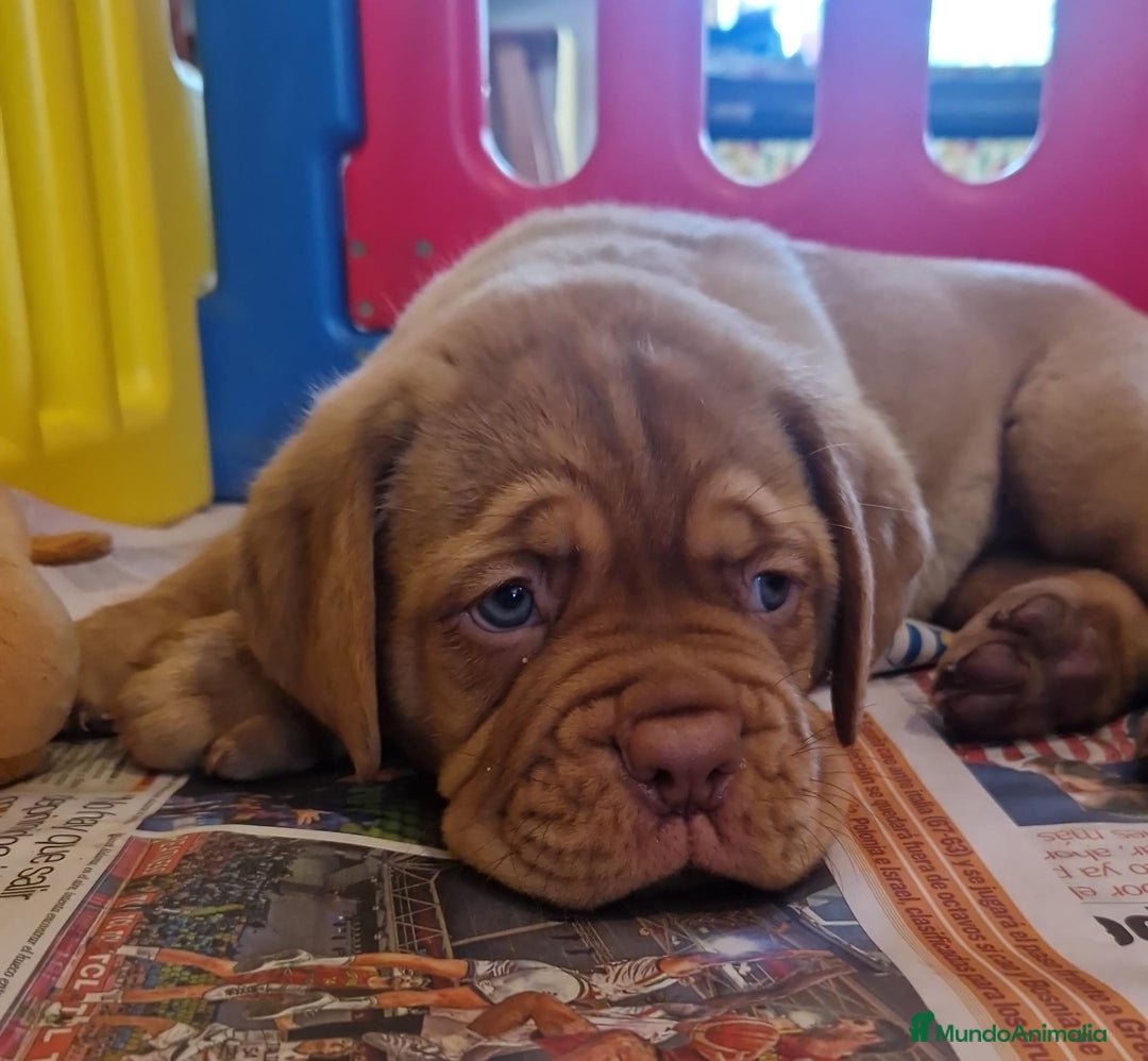 Dogo de Burdeos perros en venta: Cachorros Dogo de Burdeos - Imagen 1