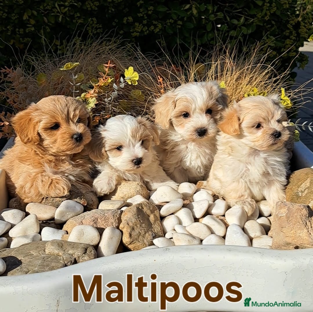 Maltipoo perros Maltipoos Toys - Anuncio 1