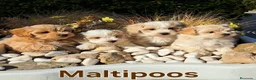 Maltipoo perros en venta: Maltipoos Toys - Anuncio 1