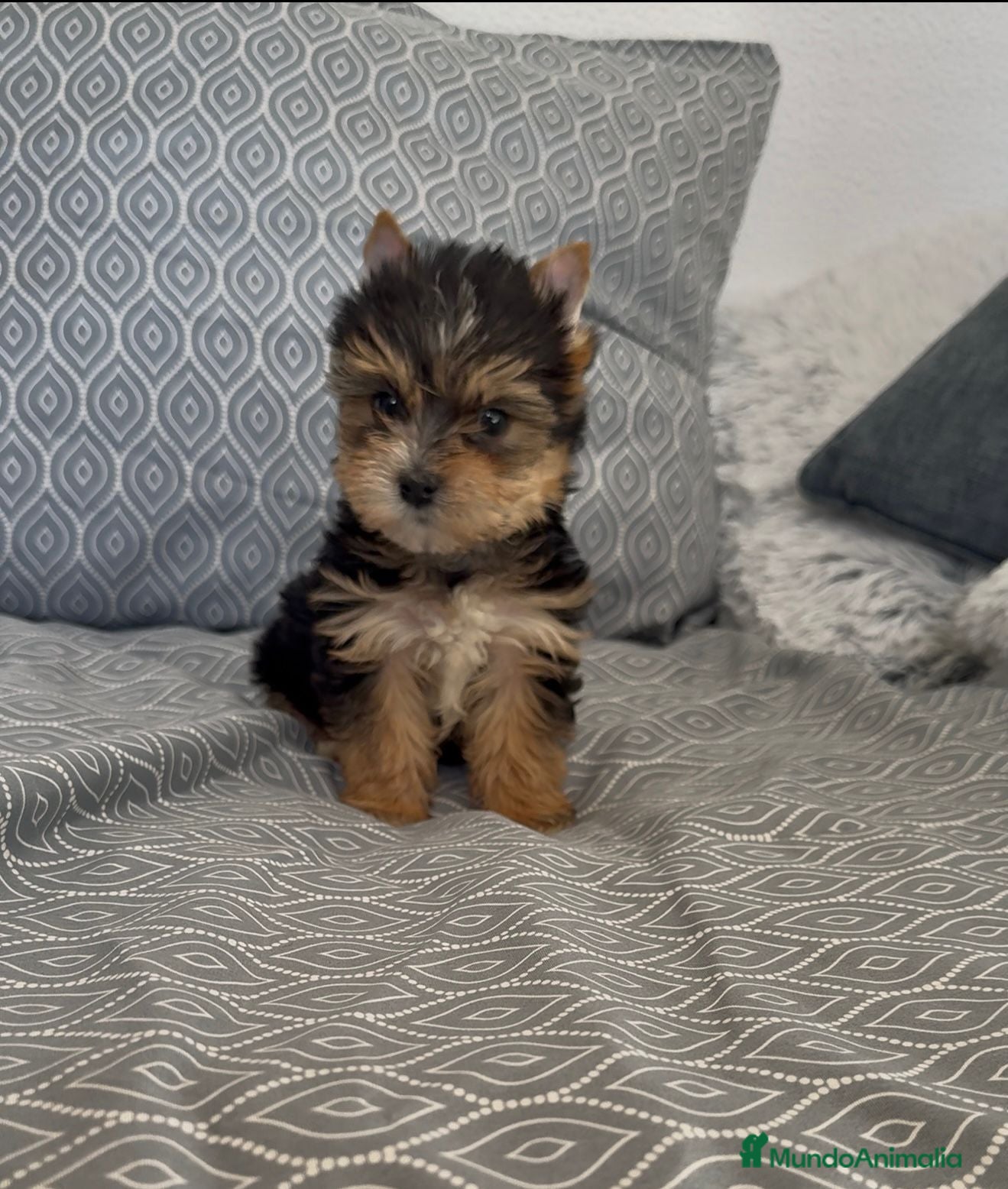 Yorkshire Terrier perros Yorkshire terrier Toy macho disponible  - Anuncio 1